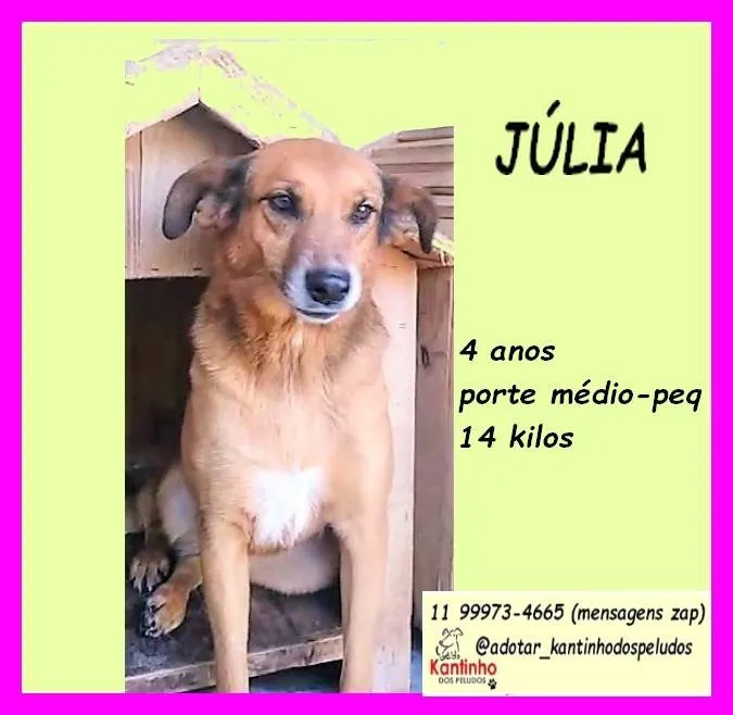 Cachorro ra a SRD-ViraLata idade 4 anos nome Júlia