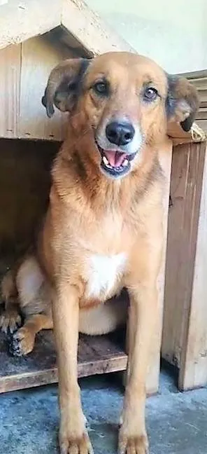 Cachorro ra a SRD-ViraLata idade 4 anos nome Júlia
