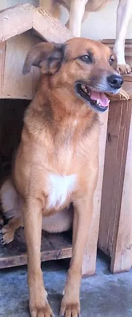 Cachorro ra a SRD-ViraLata idade 4 anos nome Júlia