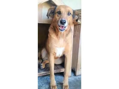 Cachorro raça SRD-ViraLata idade 4 anos nome Júlia