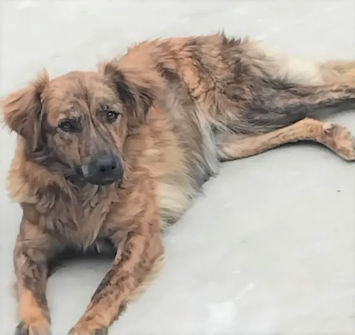 Cachorro ra a SRD-ViraLata idade 2 anos nome Jordana