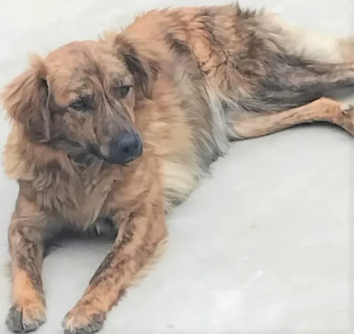 Cachorro ra a SRD-ViraLata idade 2 anos nome Jordana