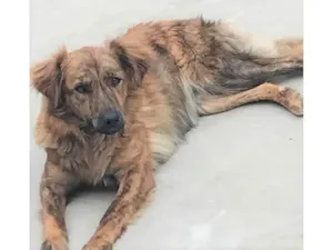 Cachorro raça SRD-ViraLata idade 2 anos nome Jordana