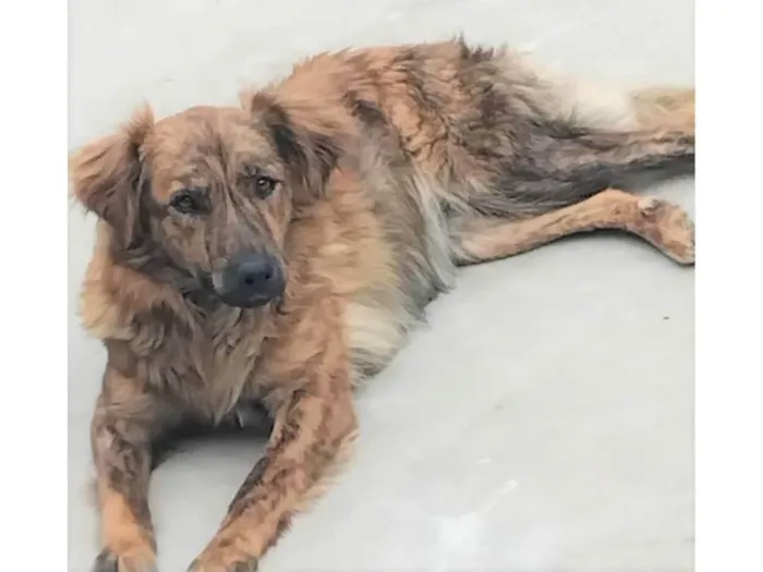 Cachorro ra a SRD-ViraLata idade 2 anos nome Jordana