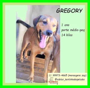 Cachorro raça SRD-ViraLata idade 1 ano nome Gregory
