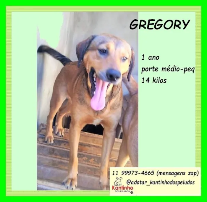 Cachorro ra a SRD-ViraLata idade 1 ano nome Gregory