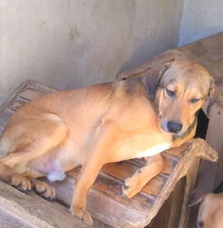 Cachorro ra a SRD-ViraLata idade 1 ano nome Gregory