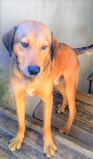 Cachorro ra a SRD-ViraLata idade 1 ano nome Gregory
