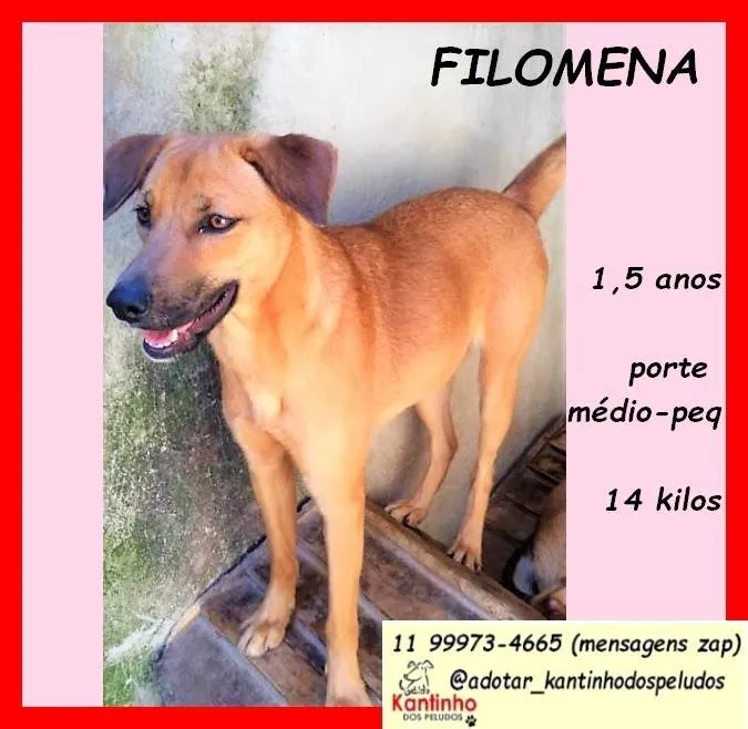 Cachorro ra a SRD-ViraLata idade 1 ano nome Filomena