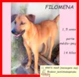 Filomena