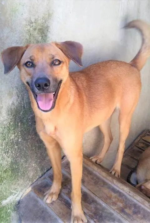Cachorro ra a SRD-ViraLata idade 1 ano nome Filomena