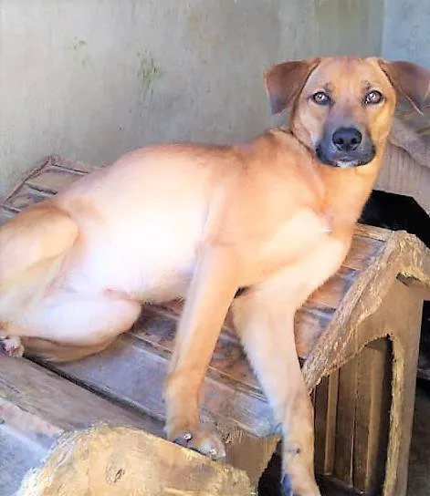 Cachorro ra a SRD-ViraLata idade 1 ano nome Filomena