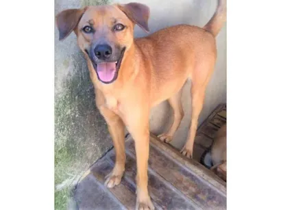 Cachorro raça SRD-ViraLata idade 1 ano nome Filomena