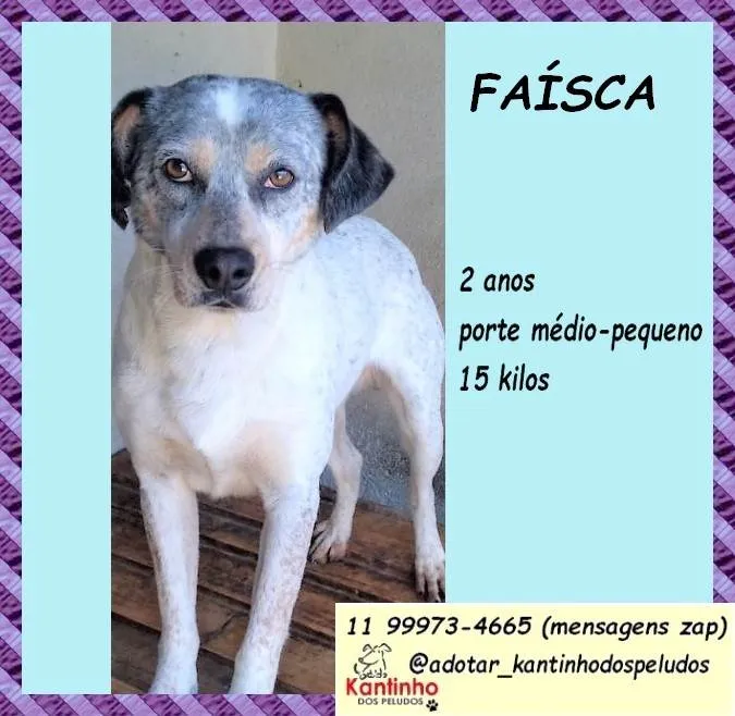 Cachorro ra a SRD-ViraLata idade 2 anos nome Faísca