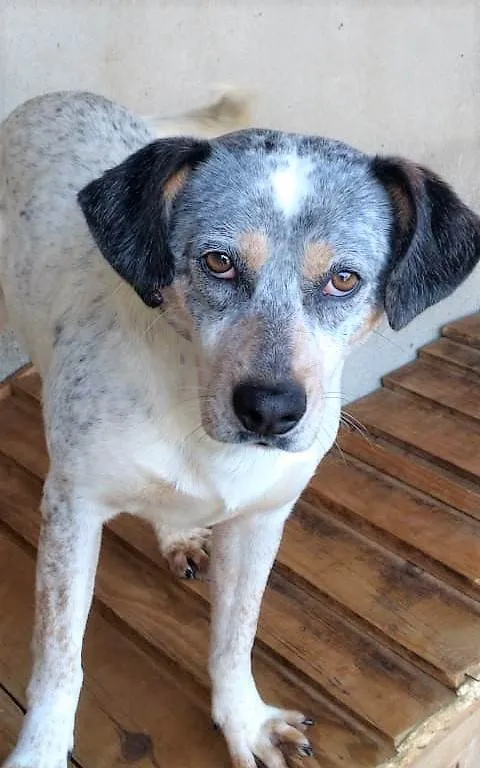 Cachorro ra a SRD-ViraLata idade 2 anos nome Faísca