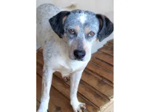 Cachorro raça SRD-ViraLata idade 2 anos nome Faísca