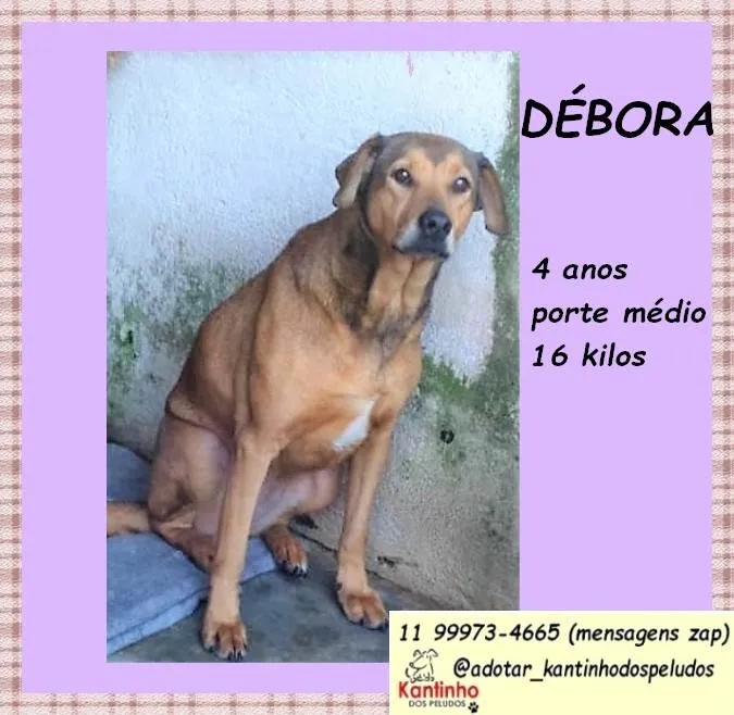 Cachorro ra a SRD-ViraLata idade 4 anos nome Débora