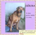 Débora