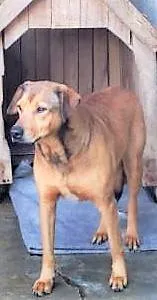 Cachorro ra a SRD-ViraLata idade 4 anos nome Débora