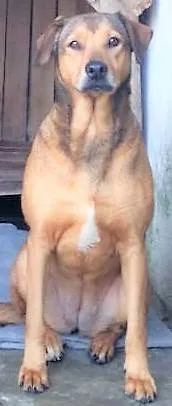 Cachorro ra a SRD-ViraLata idade 4 anos nome Débora