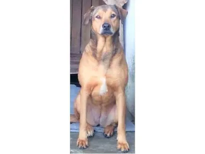 Cachorro raça SRD-ViraLata idade 4 anos nome Débora