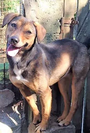 Cachorro ra a SRD-ViraLata idade 2 anos nome Casquinha