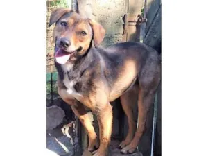 Cachorro raça SRD-ViraLata idade 2 anos nome Casquinha