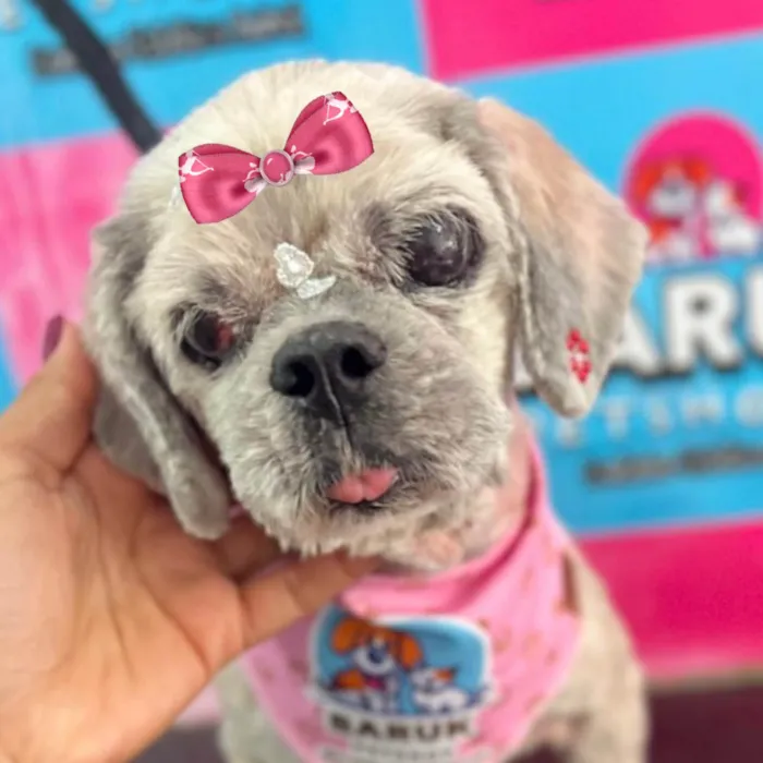 Cachorro ra a Shitzu idade 6 ou mais anos nome Sofia 