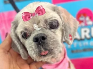 Cachorro raça Shitzu idade 6 ou mais anos nome Sofia 