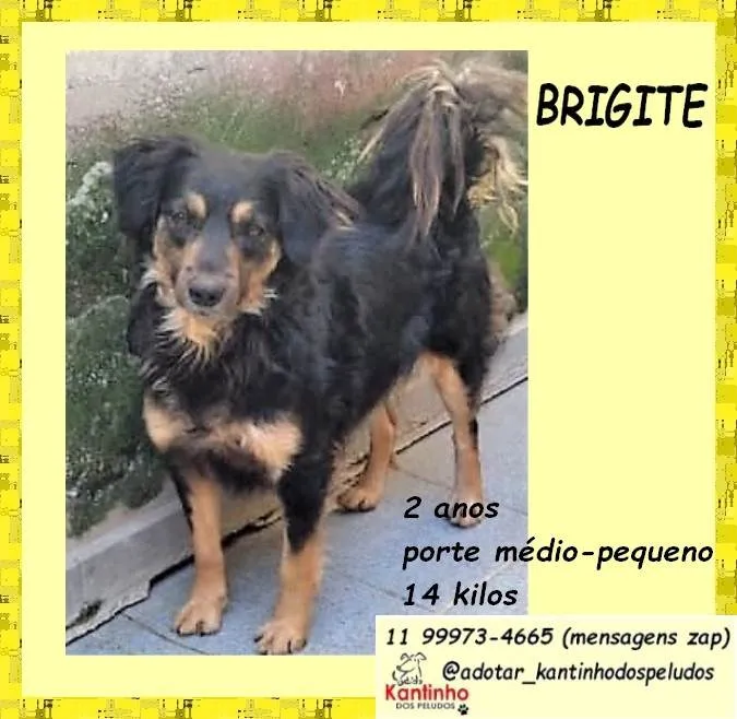 Cachorro ra a SRD-ViraLata idade 2 anos nome Brigite