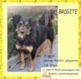 Brigite
