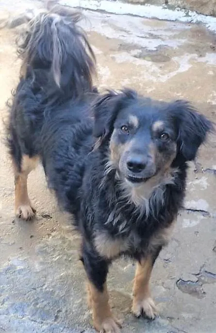 Cachorro ra a SRD-ViraLata idade 2 anos nome Brigite
