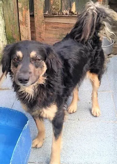 Cachorro ra a SRD-ViraLata idade 2 anos nome Brigite