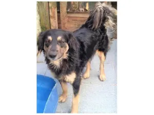 Cachorro raça SRD-ViraLata idade 2 anos nome Brigite