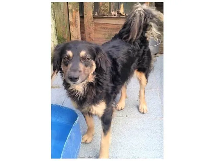 Cachorro ra a SRD-ViraLata idade 2 anos nome Brigite