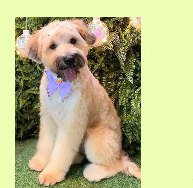 Cachorro ra a SRD-ViraLata idade 7 a 11 meses nome Bolotinha