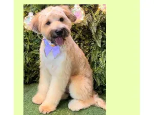 Cachorro raça SRD-ViraLata idade 7 a 11 meses nome Bolotinha