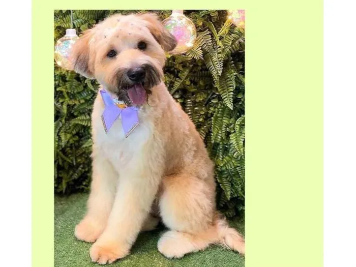 Cachorro ra a SRD-ViraLata idade 7 a 11 meses nome Bolotinha