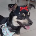 Teka