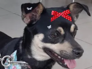 Cachorro raça Pinscher idade 7 a 11 meses nome Teka 