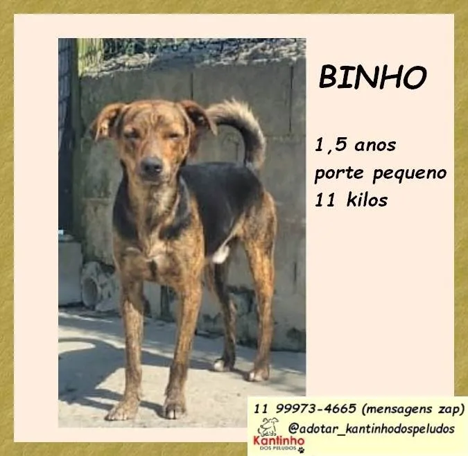 Cachorro ra a SRD-ViraLata idade 1 ano nome Binho