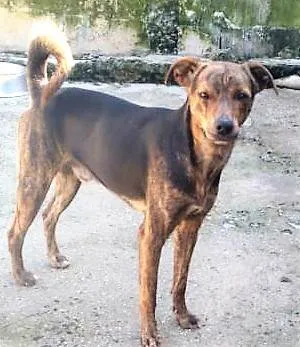 Cachorro ra a SRD-ViraLata idade 1 ano nome Binho