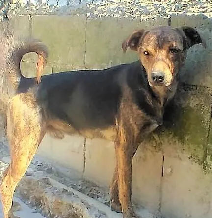 Cachorro ra a SRD-ViraLata idade 1 ano nome Binho