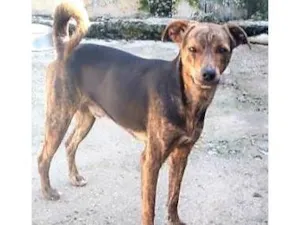 Cachorro raça SRD-ViraLata idade 1 ano nome Binho
