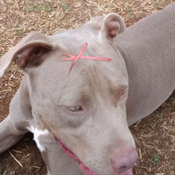 Cachorro ra a Pit-Bull idade 1 ano nome Malu 