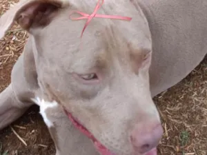 Cachorro raça Pit-Bull idade 1 ano nome Malu 