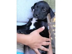 Cachorro raça SRD-ViraLata idade 2 a 6 meses nome Marcos 