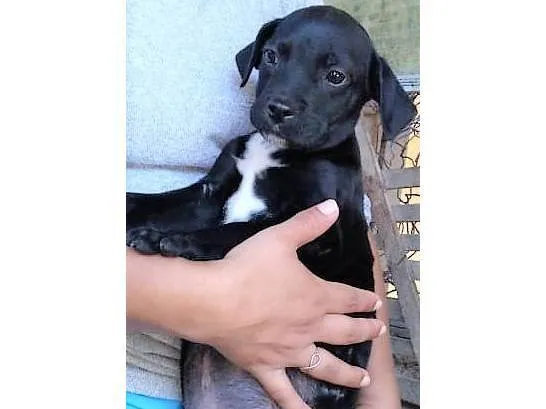 Cachorro ra a SRD-ViraLata idade 2 a 6 meses nome Marcos 