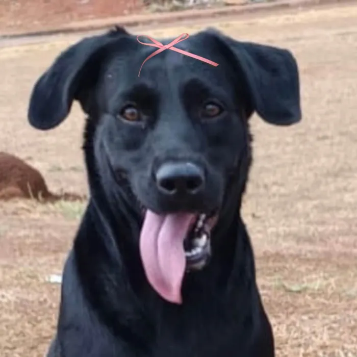 Cachorro ra a Labrador idade 7 a 11 meses nome Cacau 