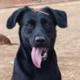 Cacau